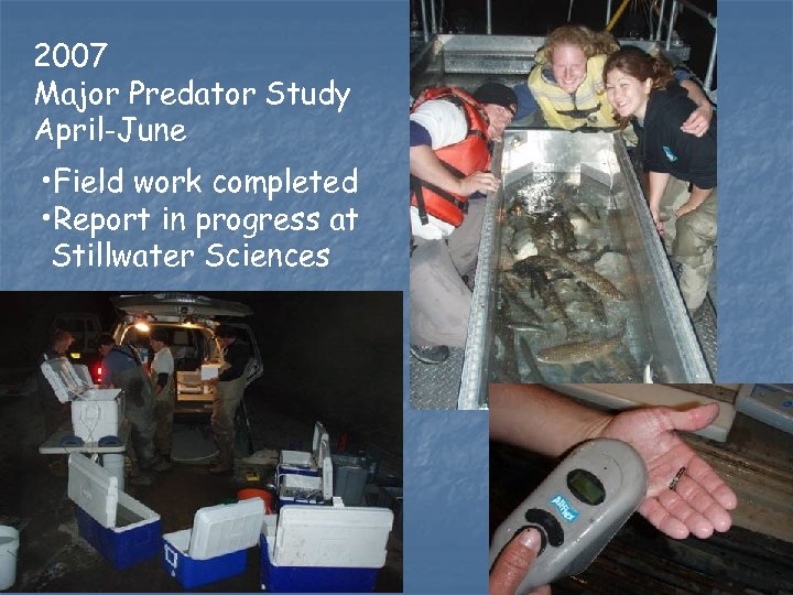 2007 Major Predator Study April-June • Field work completed • Report in progress at