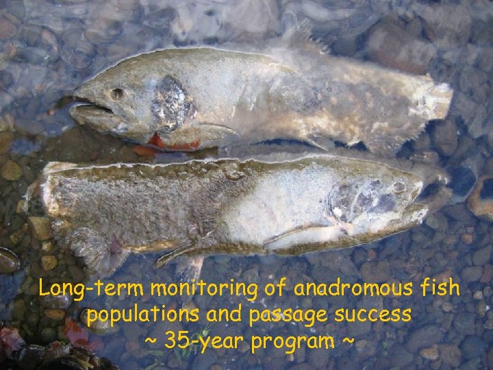 Long-term monitoring of anadromous fish populations and passage success ~ 35 -year program ~