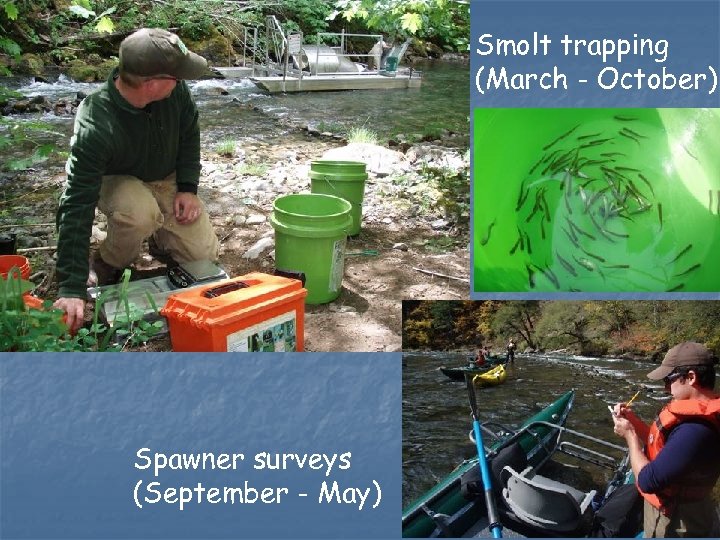 Smolt trapping (March - October) Spawner surveys (September - May) 