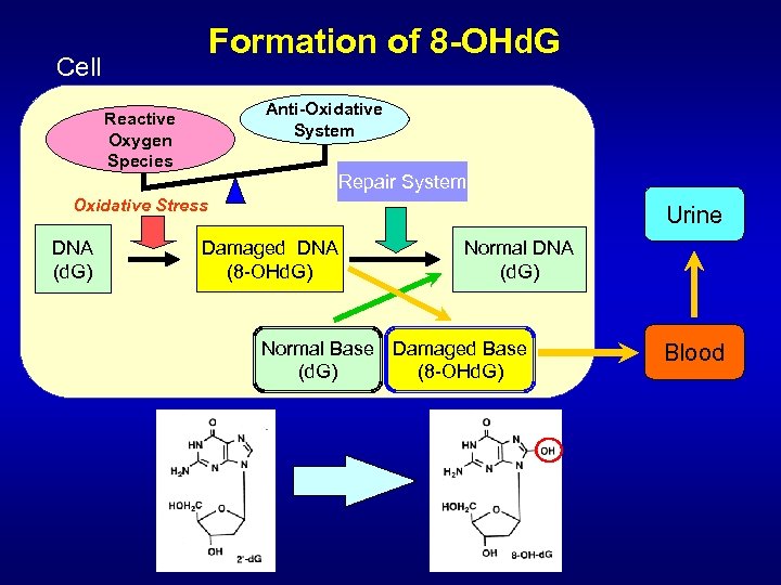 Formation of 8 -OHd. G Cell Anti-Oxidative System Reactive Oxygen Species Repair System Oxidative