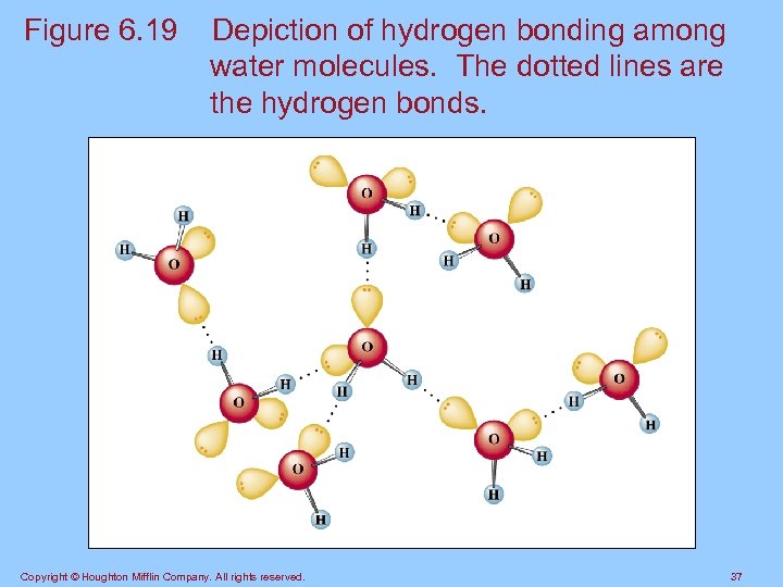 Figure 6. 19 Depiction of hydrogen bonding among water molecules. The dotted lines are