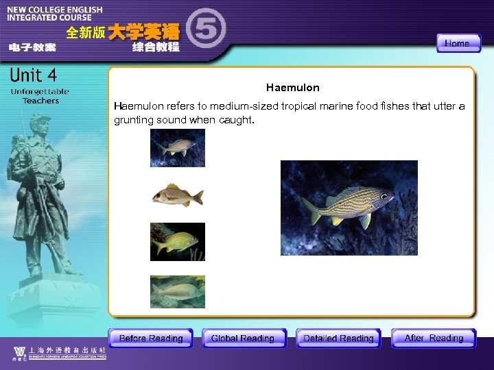 Haemulon refers to medium-sized tropical marine food fishes that utter a grunting sound when