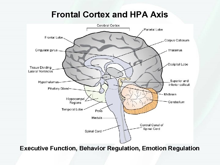 Frontal Cortex and HPA Axis Executive Function, Behavior Regulation, Emotion Regulation 