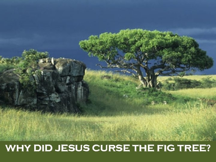 WHY DID JESUS CURSE THE FIG TREE? 