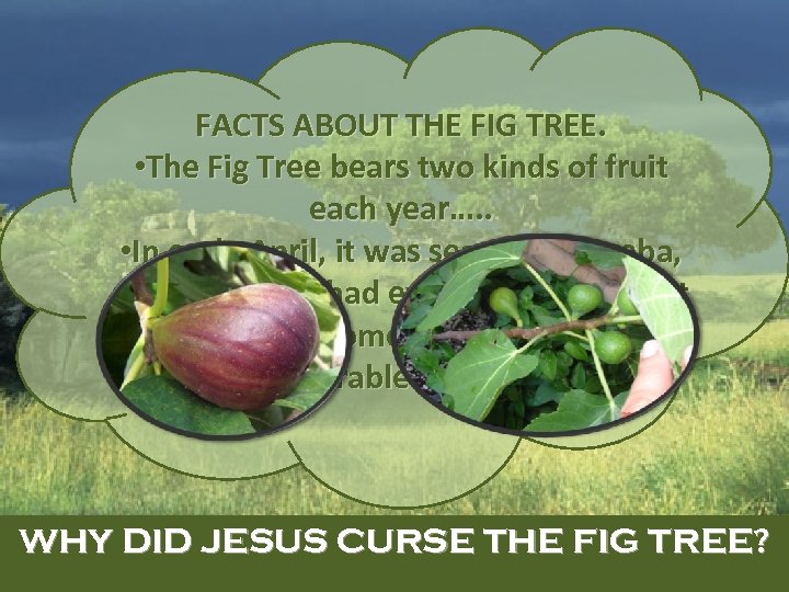 FACTS ABOUT THE FIG TREE. • The Fig Tree bears two kinds of fruit