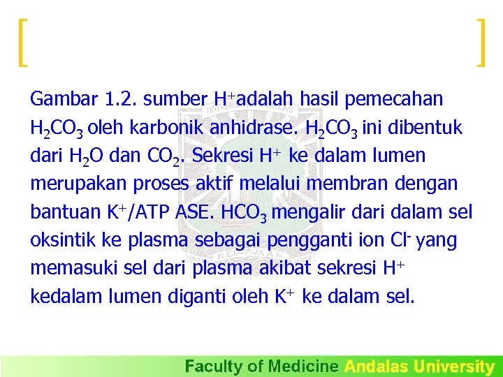 Gambar 1. 2. sumber H+adalah hasil pemecahan H 2 CO 3 oleh karbonik anhidrase.
