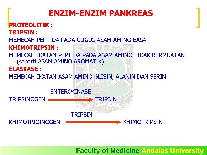 ENZIM-ENZIM PANKREAS PROTEOLITIK : TRIPSIN : MEMECAH PEPTIDA PADA GUGUS ASAM AMINO BASA KHIMOTRIPSIN