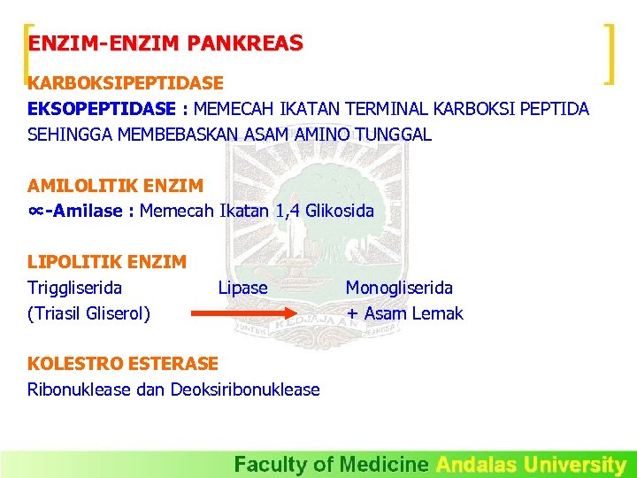 ENZIM-ENZIM PANKREAS KARBOKSIPEPTIDASE EKSOPEPTIDASE : MEMECAH IKATAN TERMINAL KARBOKSI PEPTIDA SEHINGGA MEMBEBASKAN ASAM AMINO