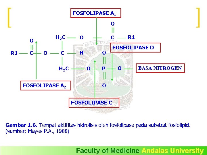 FOSFOLIPASE A 1 O H 2 C O R 1 C O C H