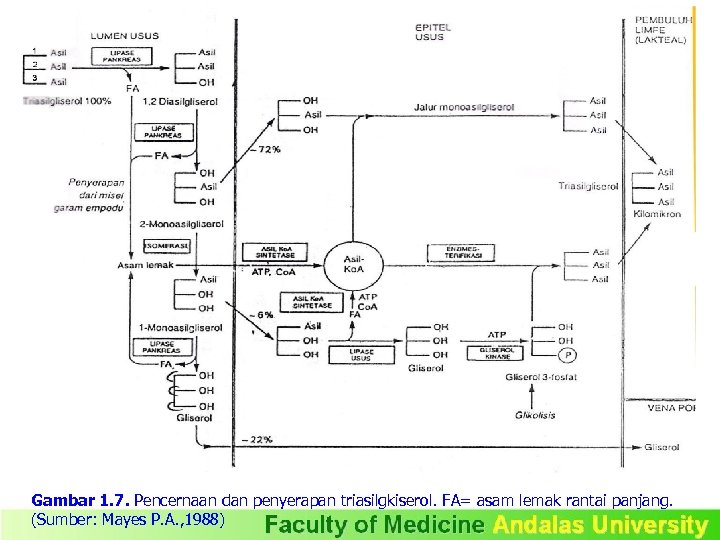 Gambar 1. 7. Pencernaan dan penyerapan triasilgkiserol. FA= asam lemak rantai panjang. (Sumber: Mayes