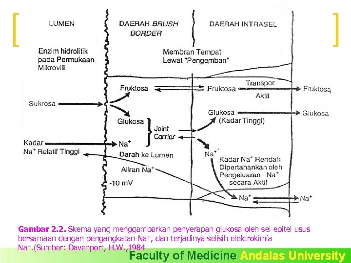 Gambar 2. 2. Skema yang menggambarkan penyerapan glukosa oleh sel epitel usus bersamaan dengan