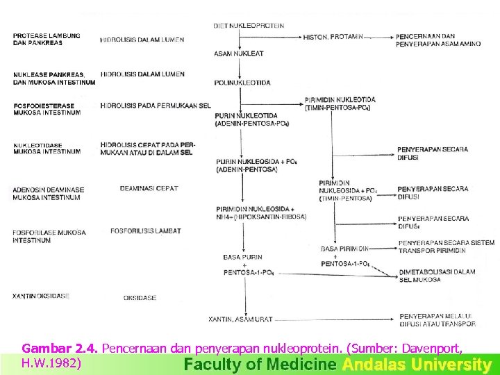 Gambar 2. 4. Pencernaan dan penyerapan nukleoprotein. (Sumber: Davenport, H. W. 1982) 