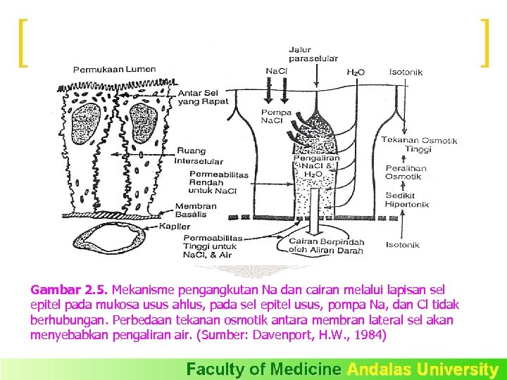 Gambar 2. 5. Mekanisme pengangkutan Na dan cairan melalui lapisan sel epitel pada mukosa