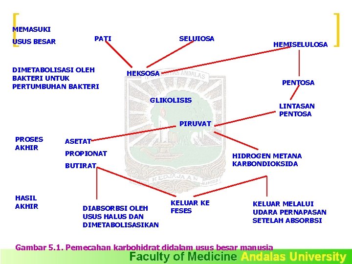 MEMASUKI PATI USUS BESAR DIMETABOLISASI OLEH BAKTERI UNTUK PERTUMBUHAN BAKTERI SELUIOSA HEMISELULOSA HEKSOSA PENTOSA