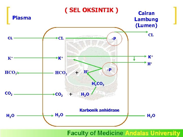 ( SEL OKSINTIK ) Plasma CL CL K+ K+ -P Cairan Lambung (Lumen) CL