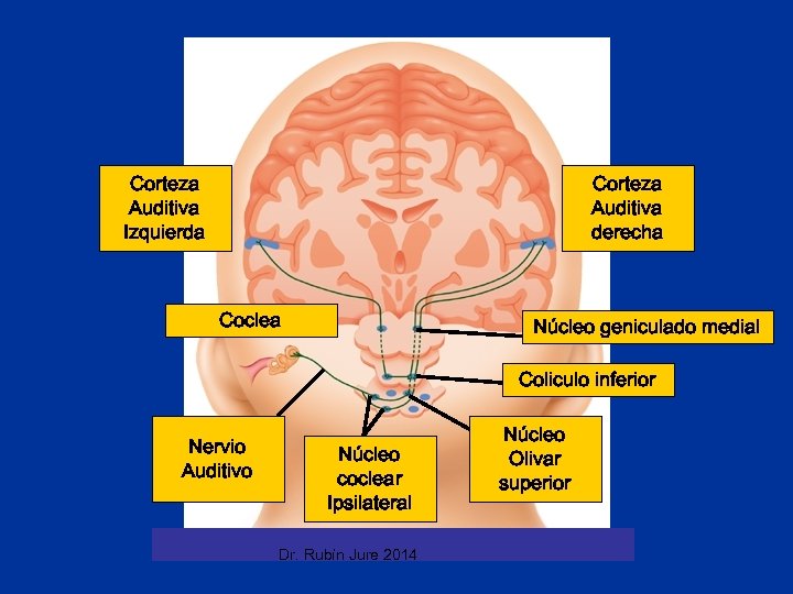 Corteza Auditiva Izquierda Corteza Auditiva derecha Coclea Núcleo geniculado medial Coliculo inferior Nervio Auditivo