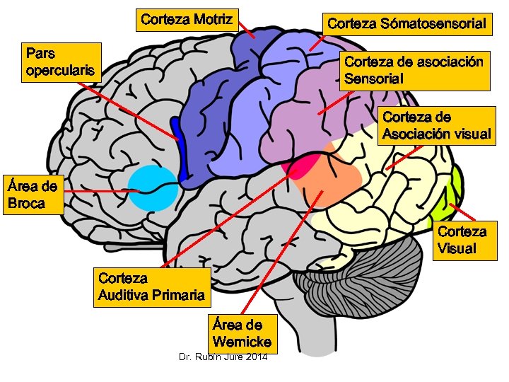 Corteza Motriz Pars opercularis Corteza Sómatosensorial Corteza de asociación Sensorial Corteza de Asociación visual