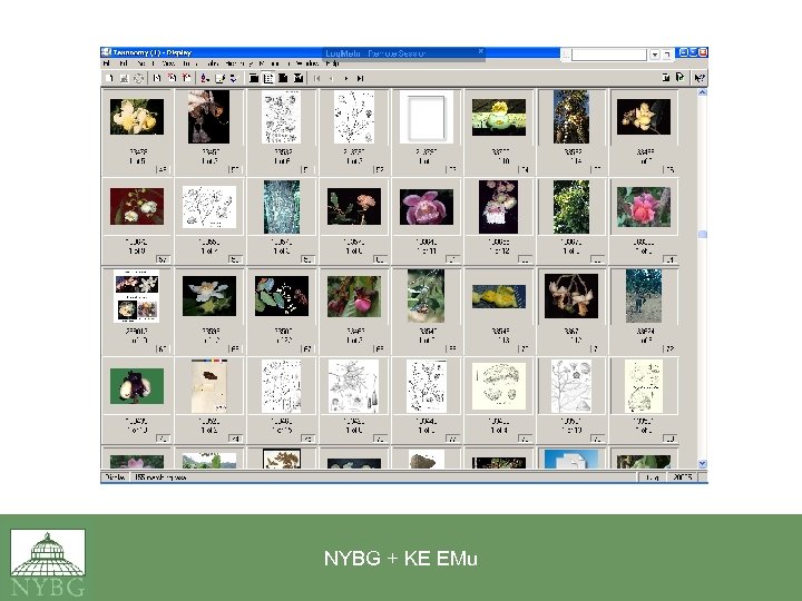 NYBG + KE EMu 