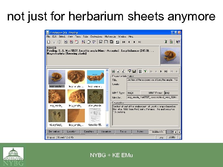 not just for herbarium sheets anymore NYBG + KE EMu 