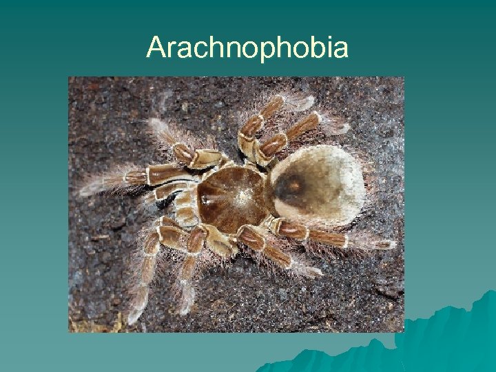 Arachnophobia 