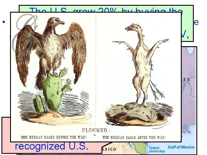 Ending the Mexican War The U. S. grew 20% by buying the • In