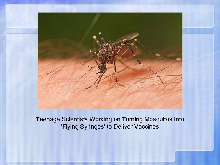 Teenage Scientists Working on Turning Mosquitos Into 'Flying Syringes' to Deliver Vaccines 