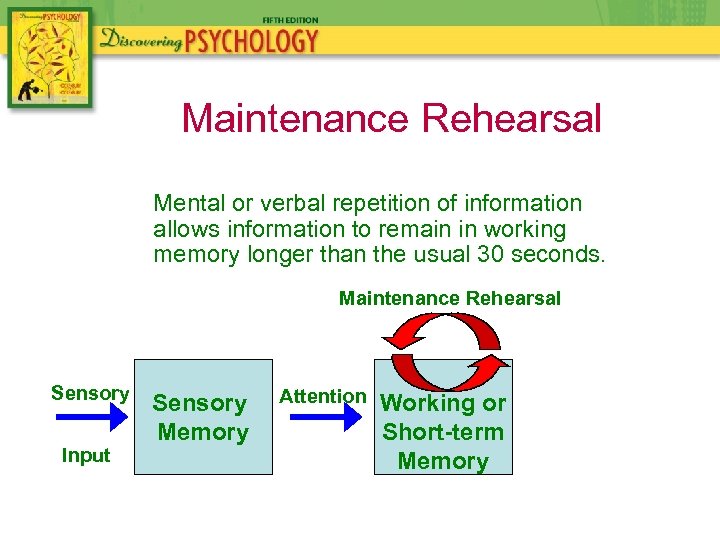 Maintenance Rehearsal Mental or verbal repetition of information allows information to remain in working