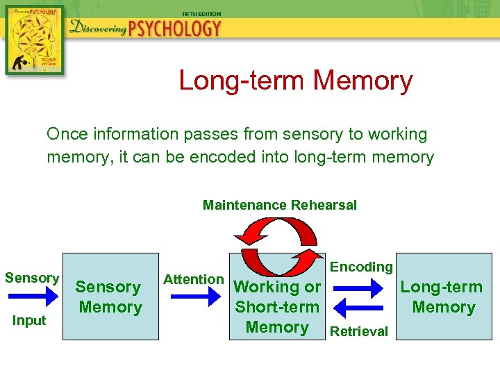 Long-term Memory Once information passes from sensory to working memory, it can be encoded