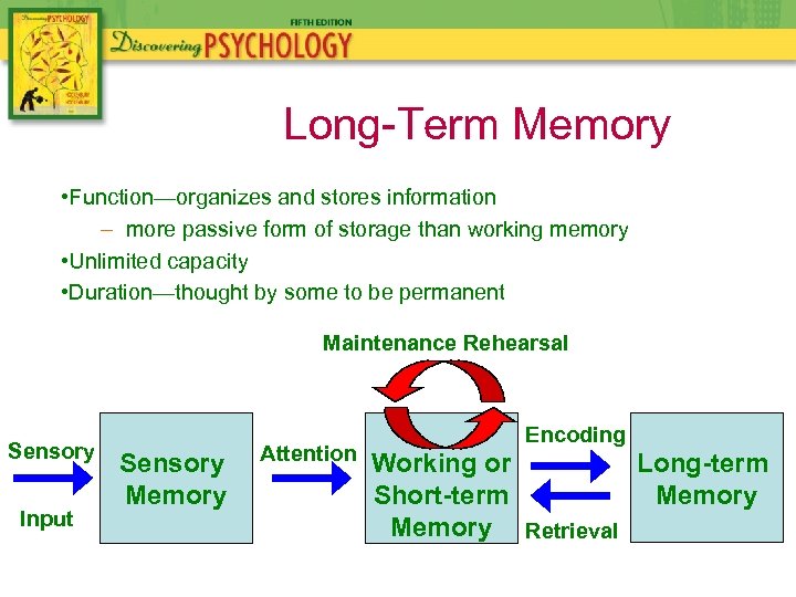 Long-Term Memory • Function—organizes and stores information – more passive form of storage than