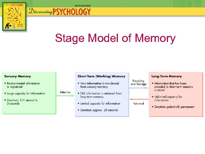 Stage Model of Memory 