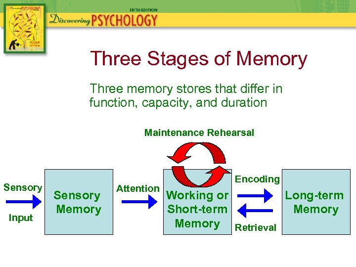 Three Stages of Memory Three memory stores that differ in function, capacity, and duration