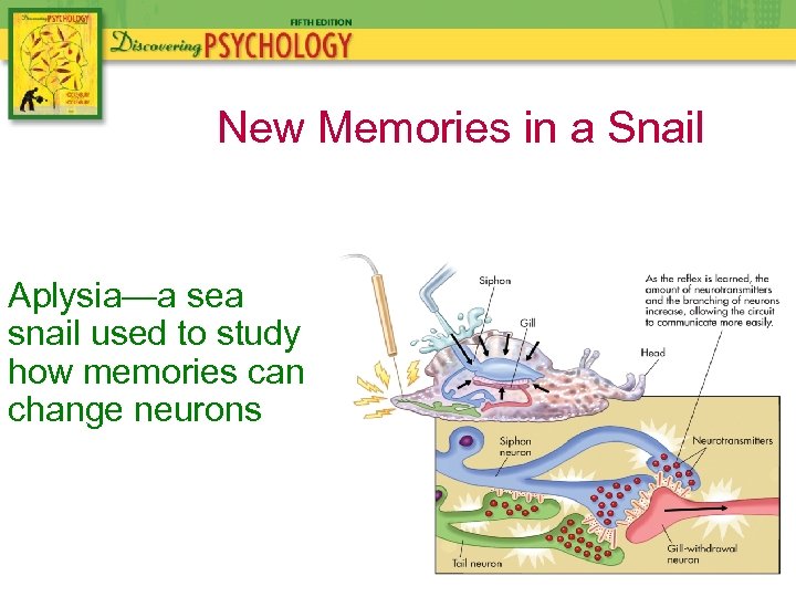 New Memories in a Snail Aplysia—a sea snail used to study how memories can