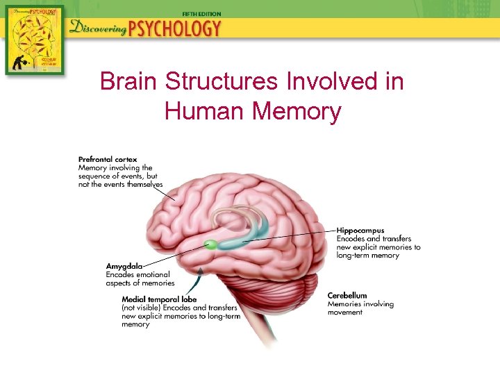 Brain Structures Involved in Human Memory 
