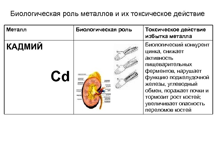 Биологическая роль металлов и их токсическое действие Металл Биологическая роль КАДМИЙ Cd Токсическое действие
