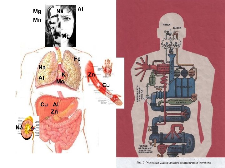 Mg Na Al Mn Mg Fe Na Al K Mo Cu Al Zn Na