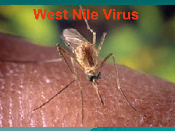 West Nile Virus 