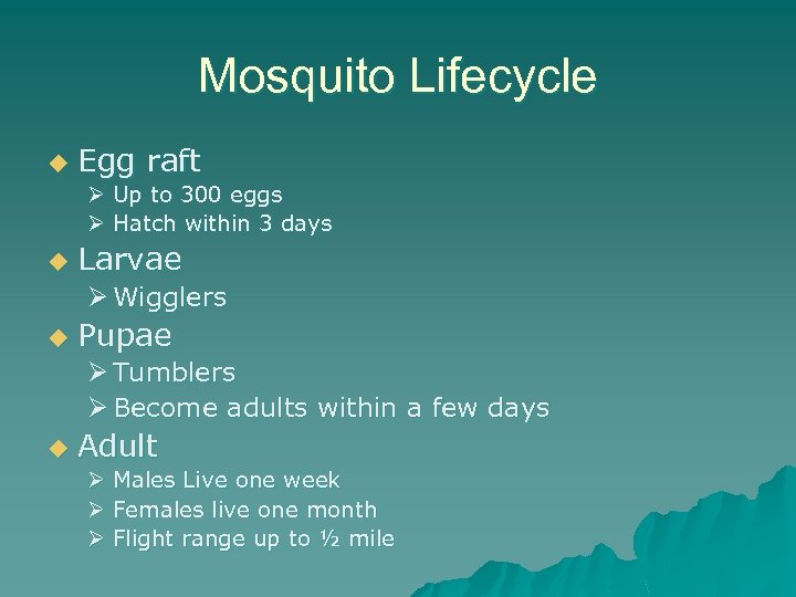 Mosquito Lifecycle u Egg raft Ø Up to 300 eggs Ø Hatch within 3