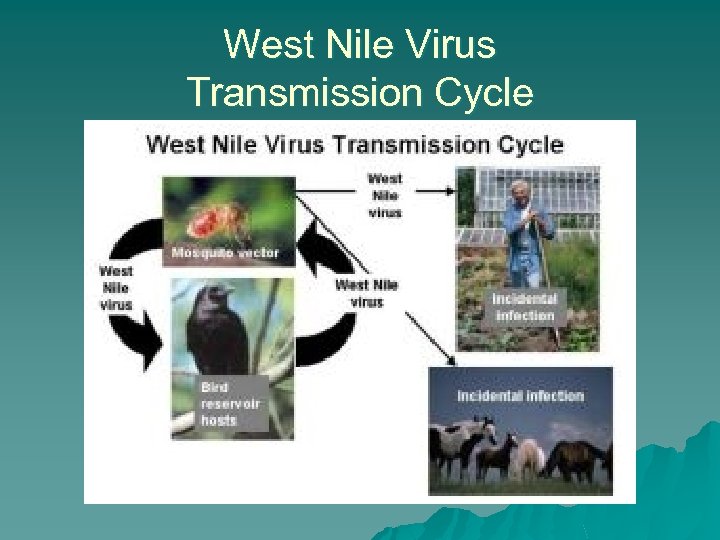 West Nile Virus Transmission Cycle 