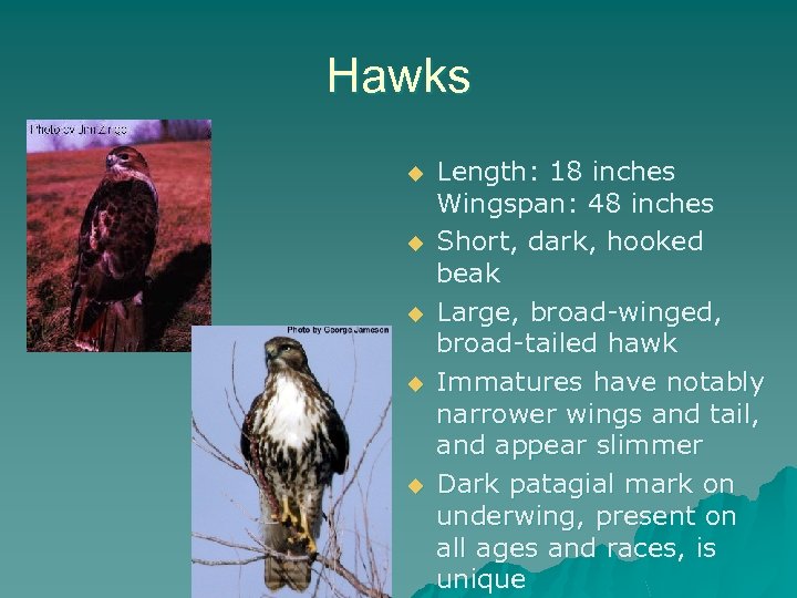 Hawks u u u Length: 18 inches Wingspan: 48 inches Short, dark, hooked beak