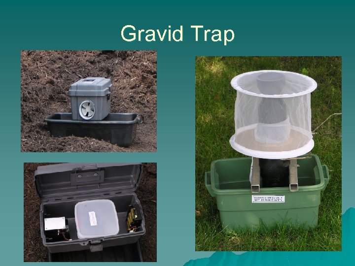 Gravid Trap 