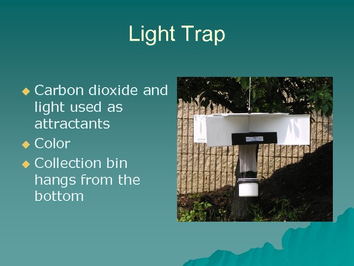 Light Trap Carbon dioxide and light used as attractants u Color u Collection bin