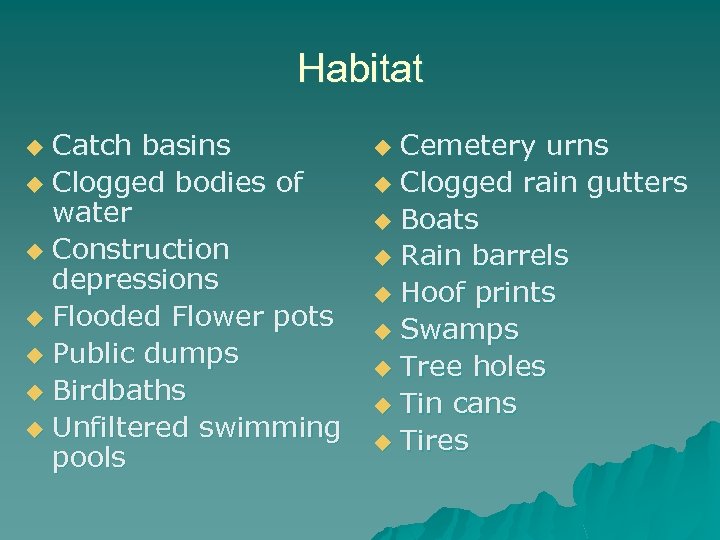 Habitat Catch basins u Clogged bodies of water u Construction depressions u Flooded Flower