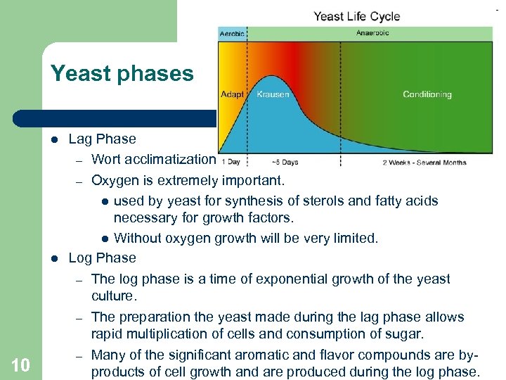 Yeast phases 10 Lag Phase – Wort acclimatization – Oxygen is extremely important. used
