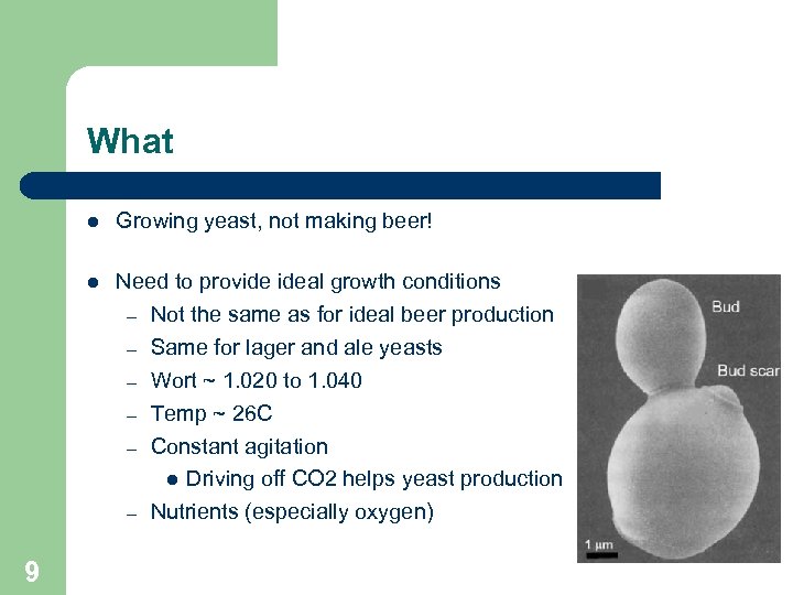 What 9 Growing yeast, not making beer! Need to provide ideal growth conditions –