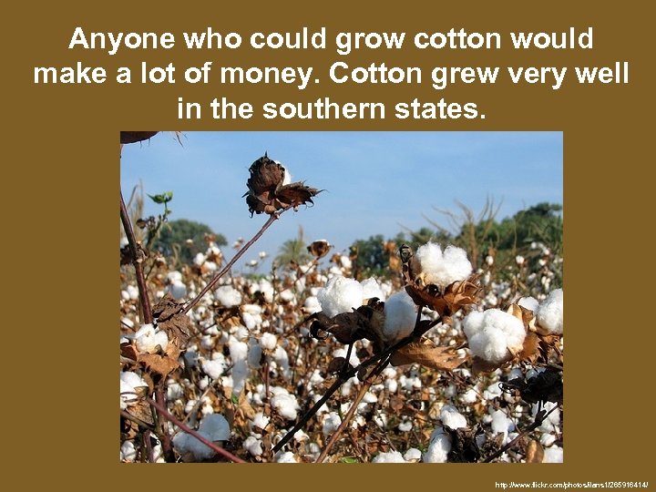 Anyone who could grow cotton would make a lot of money. Cotton grew very
