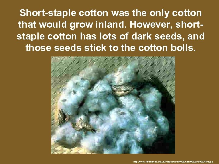 Short-staple cotton was the only cotton that would grow inland. However, shortstaple cotton has