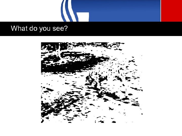 What do you see? 