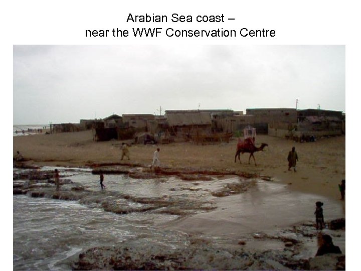 Arabian Sea coast – near the WWF Conservation Centre 