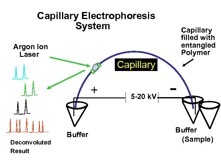 Capillary Electrophoresis System Capillary filled with entangled Polymer Argon Ion Laser Capillary + Buffer