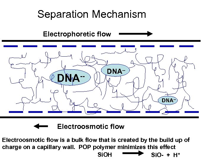 Separation Mechanism Electrophoretic flow DNA-- Electroosmotic flow is a bulk flow that is created